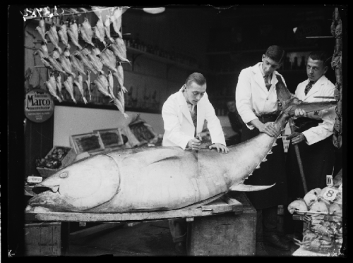 fishmonger slicing into a tuna fish